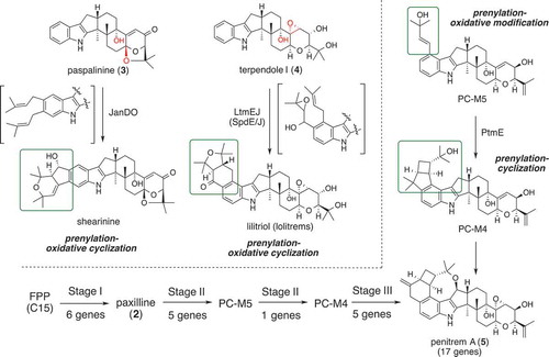 Figure 3. Biosynthetic pathway of highly elaborated IDTs.