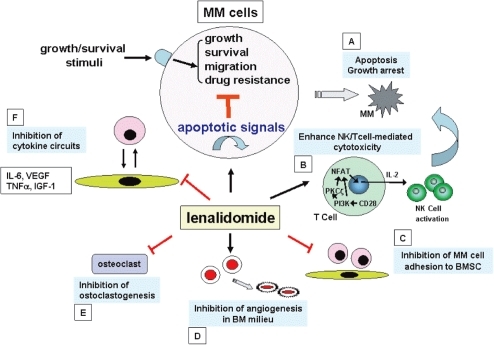 Figure 1 Potential mechanisms of action of anti-MM activity of lenalidomide. Lenalidomide: directly induces tumor cell apoptosis and/or growth arrest (A); enhances NK and/or NK cell activity via activation of CD28/NF-AT2 pathway (B); inhibits MM cell adhesion to host microenvironment (C); inhibits angiogenesis (D); inhibits osteoclastogenesis (E); as well as inhibits cytokine secretion (F).