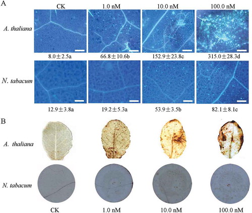 Fig. 1 (Colour online) Innate immunity induction of Ralstonia solanacearum elf26 in Arabidopsis thaliana and Nicotiana tabacum. (a) elf26-treated leaves were stained with aniline blue, and callose deposition was observed under a UV epifluorescence microscope. All scale bars are 100 µm in length. The mean number of callose deposits per 0.4 mm2 area is shown with the standard error (SE) of values from three independent experiments. Means followed by different lowercase letters are significantly different (ANOVA and Tukey’s HSD test, P < 0.05). (b) H2O2 accumulation visualized by 3,3′-diaminobenzidine (DAB) staining of leaves at 12 h after infiltration.