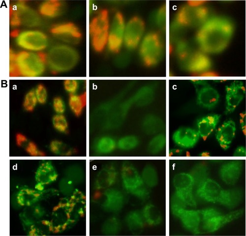 Figure 10 The MMP of (A) 3T3 cells and (B) HeLa cells exposed to different samples: (A-a) blank control, (A-b) 70 µmol/L of FMN, and (A-c) 70 µmol/L of MWCNT-FMN; (B-a) blank control, (B-b) positive control, (B-c, d) 35 and 70 µmol/L of FMN, (B-e, f) 35 and 70 µmol/L of MWCNT-FMN.