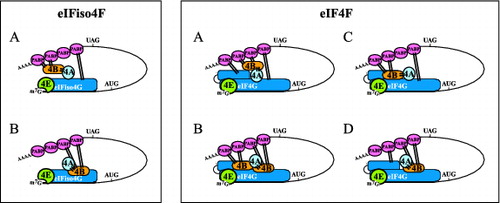 Figure 5. Models for possible interactions between PABP and eIFiso4G, eIF4G, and eIF4B during translation initiation in plants. For eIFiso4F: (A) The interaction between the termini of a translating mRNA is facilitated by interactions between PABP to eIFiso4G and eIF4B (indicated with bars). eIFiso4G contains a single binding site for PABP and this interaction is depicted. However, because eIF4A binds eIF4B (which contains 2 eIF4A binding sites), an interaction between eIF4B and 2 molecules of PABP is also depicted. Whether eIF4B can bind 2 molecules of PABP simultaneously and whether eIF4A can bind eIFiso4G and eIF4B simultaneously is unknown. (B) The interaction between the termini of a translating mRNA is facilitated solely by the binding of PABP to eIF4B which in turn is bound to eIFiso4G which contains a single eIF4B binding site. However, because eIF4B contains 2 binding sites for PABP, it is depicted as interacting with 2 molecules of PABP. For eIF4F: (A) The interaction between the termini of a translating mRNA is facilitated through the binding of PABP at the N- and C-terminal PABP binding sites in eIF4G. Because eIF4A binds eIF4B, an interaction between eIF4B and 2 molecules of PABP is also depicted. (B) The interaction between the termini of a translating mRNA is facilitated solely through the binding of PABP to eIF4B which is bound at the N- and C-terminal eIF4B binding sites in eIF4G. Because eIF4B can dimerize, the 2 molecules of eIF4B are shown as a dimer but whether dimerization occurs during binding to eIF4G is unknown. (C) The interaction between the termini of a translating mRNA is facilitated through the binding of 2 molecules of PABP to eIF4B bound at the N-terminal eIF4B binding site in eIF4G and the binding of PABP to the C-terminal PABP binding site in eIF4G. (D) The interaction between the termini of a translating mRNA is facilitated through the binding of PABP to the N-terminal PABP binding site in eIF4G and the binding of 2 molecules of PABP to eIF4B bound at the C-terminal eIF4B binding site in eIF4G.