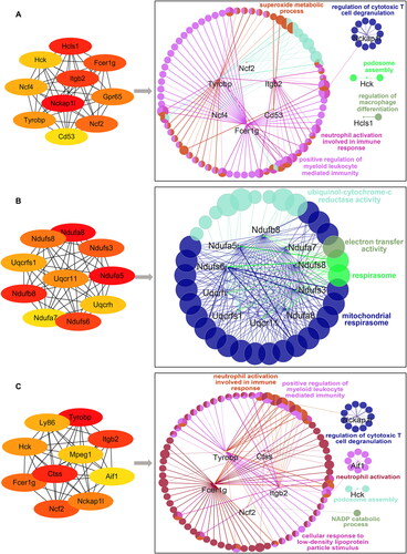 Figure 8. Identification and functional analysis of 10 hub genes. (A–C) The top 10 hub genes in the PPIN of adhesion tissues on PODs 1 (A), 3 (B) and POD 7 (C) were screened by the Cytoscape plugin cytoHubba based on the degree of connection. Functions and pathways of the hub genes were visualized using ClueGO.