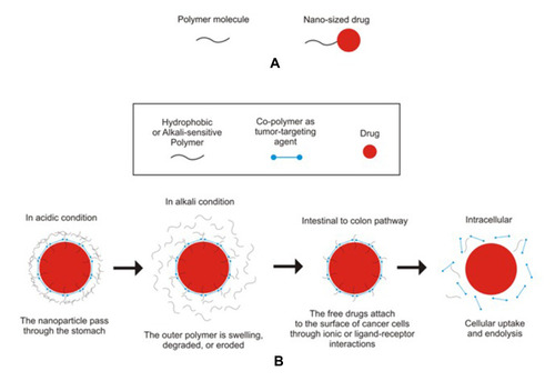 Figure 4 The illustration of nanosized drug entrapped in polymeric matrix (A) and its mechanism in release and delivery at colon (B).