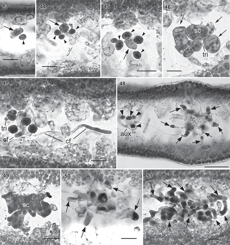 Figs. 43–51. Wendya incisa carpogonial branch/auxiliary cell system and carposporophyte development (WELT A033085, Mataikona, northeastern Wellington Region, New Zealand, haematoxylin stain). Fig. 43–45. Early formation of carpogonial branch/auxiliary cell system (arrow) bearing subsidiary cells (arrowheads). Fig. 46. Multinucleate carpogonial branch system with three subsidiary cells (arrows). Note trichogyne (tri) circling around supporting cell (sc). Fig. 47. Early postfertilization showing carpogonial branch system producing connecting filaments (cf). Fig. 48. Later stage of carpogonial branch system showing connecting filament from carpogonial branch system with pit-connection to auxiliary cell system (aux), bearing four subsidiary cells (arrowheads). Note subsidiary cells derived from supporting cell divided transversely and fused with supporting cell (arrows) forming fusion cell (fc). Fig. 49. Aborted carpogonial branch system noting that the supporting cell and the subsidiary cells fused together. Figs 50–51. Further development of carpogonial branch system. Subsidiary cells (arrows) elongated first (Fig. 50) then branched (Fig. 51). Scale bars: Figs 42–47 & 49–51 = 20 µm; Fig. 48 = 50 µm.