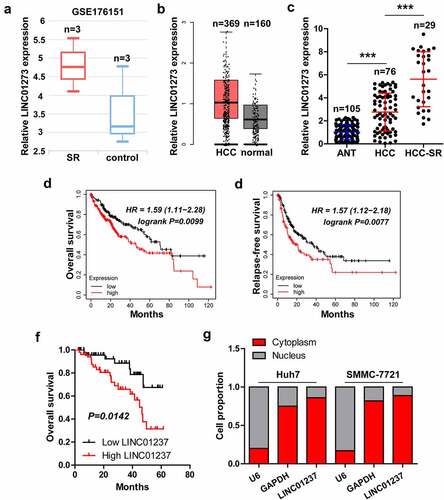 Figure 1. LINC01273 is a lncRNA related to sorafenib resistance. A-C. The expression of LINC01273 in GSE176151, GEPIA and our cohort. D-F. The survival curve of HCC patients based on LINC01273 level in KM plotter database (http://kmplot.com) and in our cohort. G. qRT-PCR analysis of LINC01273 level in Huh7 and SMMC-7721 cells, U6 and GAPDH were used as nuclear and cytoplasmic reference fragments, respectively. SR = sorafenib resistance; ANT = adjacent normal tissue; ***P < 0.001.