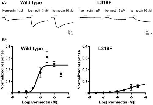 Fig. 3. Effects of the BmGluCl L319F mutation on the response to ivermectin.