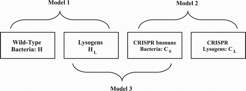 Figure 1. Bacterial populations considered in the models. H represents the population of wild-type bacteria, HL represents the population of bacteria with prophage (lysogens), CS is the population of bacteria with a CRISPR-Cas system, CL are lysogens with a CRISPR-Cas system. The bacterial populations H and HL are considered in Model 1, CS and CL in Model 2 and HL and CS in Model 3.