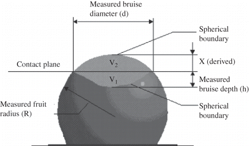 Figure 2 Idealized bruise symbols to determine bruise volume in nectarine (based on Aktas et al.[15]; Yurtlu and Erdogan[29]).