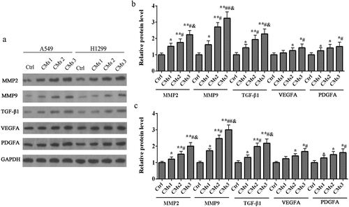 Figure 4. Effect of galectin-1 overexpression CMs on proteins expression. (a) Western blotting was conducted to measure MMP2, MMP9, TGF-β1, VEGFA, PDGFA. (b) The qualification of proteins expression in different groups in A549 cells. (c) The qualification of proteins expression in different groups in H1299 cells. vs ctrl group, *p < .05, **p < .01; vs CMs1 group, #p < .05, ##p < .01; vs CMs2 group, &p < .05p.