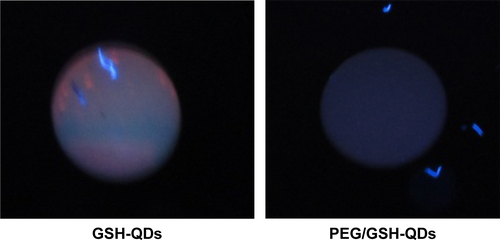 Figure S5 Comparison of non-specific binding of GSH-QDs and PEG/GSH-QDs conjugates with NC membrane without capturing antibody.Abbreviations: QD, quantum dot; GSH, glutathione; PEG, polyethylene glycol; NC, nitrocellulose.