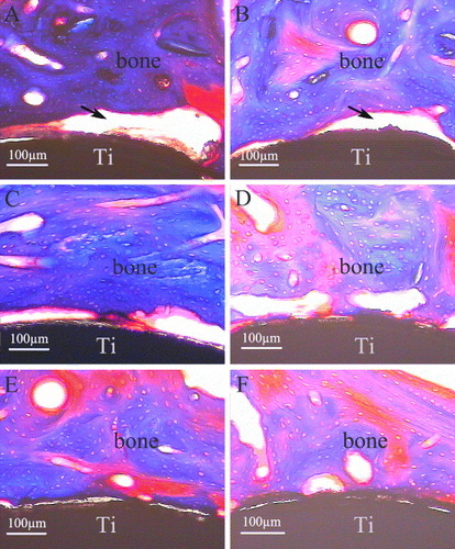 Figure 6. Masson's trichrome surface staining of bone-implant interface after implantation for 4 weeks (A), (C), (E) and 8 weeks (B), (D), (F) (n = 3). A, B: pure Ti; C, D: CaP/ Ti; E, F: CaP/gel/Ti.