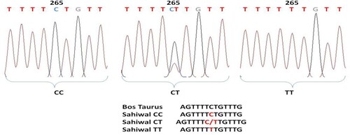 Figure 6. Chromatogram and clustalw alignment showing variation at position 265 by primer 2 (C > T) of OLR1 gene in Sahiwal cattle.