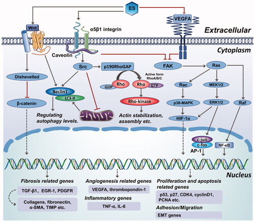 Figure 5. An elaborate scheme showing the anti-fibrotic mechanisms of endostatin and a comprehensive illustration of potential antifibrotic effects of endostatin.