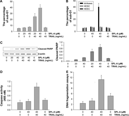 Figure 1 SPL-A sensitizes Ishikawa cells but not normal cells to TRAIL-mediated apoptosis.