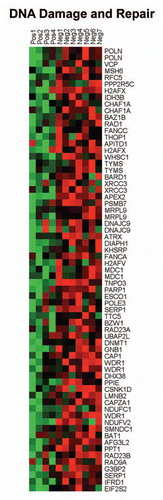 Figure 5 HeatMaps of gene transcripts associated with DNA damage and repair. Note that Cav-1-deficient stroma shows the upregulation of the DNA damage response (67 transcripts). See Supplemental Table 11.