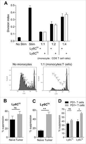 Figure 4. Immunosuppressive activity of monocyte subsets against CD8 T cells. (A) CD8 T cell proliferation shown as division index, with or without 3 days stimulation with CD3/CD28 beads and co-culture with tumor-derived Ly6Chi or Ly6Clo monocytes at the indicated monocyte to CD8 T cell ratios. Histograms show representative proliferation (CTV dye dilution) of CD8 T cells cultured in presence of absence of monocytes. (B/C) Percent suppression of CD8 T cell proliferation by Ly6Chi and Ly6Clo monocytes derived from healthy (naïve) or Eµ-myc tumor-bearing mice at 1 monocyte : 1 T cell ratio. (D) Percent suppression of PD-1 positive and PD-1 negative CD8 T cell proliferation in the presence of tumor-derived Ly6Chi and Ly6Clo monocytes at 1:1 ratio. (# p < 0.05; ## p < 0.01; n = 5 per group).