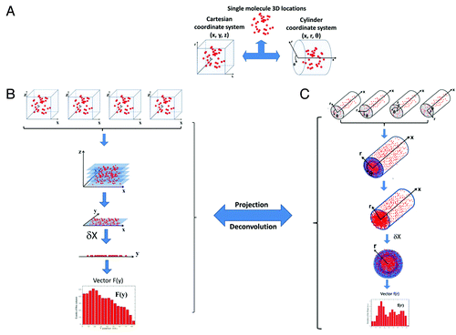 Figure 2. Procedure for application of the 2D to 3D deconvolution algorithm. (A) 3D locations of single molecules (red dots) in the NPC can be shown using either a Cartesian (x, y, z) or cylinder (r, x, θ) coordinate system. (B) Spatial locations of single molecules superimposed from multiple NPCs shown using a Cartesian coordinate system. After imaging via light microscopy, the 3D spatial locations are projected as 2D distributions in the focal plane of the objective. The 3D (x, y, z) coordinates are simplified into the corresponding 2D (x, y) coordinates. The histogram in the y direction at each δx is obtained as F(y). (C) Spatial locations of single molecules superimposed from multiple NPCs shown using a cylinder coordinate system. The (r, x) coordinates of each spatial location are defined according to the centroid of the NPC when molecular locations are superimposed, although locations in the θ direction are arbitrarily overlaid. In principle, the large number of arbitrarily superimposed locations in the θ direction generates a uniform distribution in the θ direction along the ring defined at one (r, x). Therefore, the 3D (r, x, θ) coordinates are simplified as 2D (r, x) coordinates. The histogram in the r direction at δx is constructed as f(r). The relationship between F(y) and f(r) is defined to conduct the deconvolution calculation.Citation79,Citation82