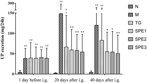 Figure 2. The effect of SPE administration on UP excretion. N: normal control group; M: model group; TG: control medicine group (15 mg/kg TG i.g.); SPE1: low dose treatment group (50 mg/kg SPE i.g.); SPE2: medium dose treatment group (100 mg/kg SPE i.g.); SPE3: high dose treatment group (200 mg/kg SPE i.g.). #p < 0.05, ##p < 0.01, compared with N group; *p < 0.05, **p < 0.01, compared with M group.