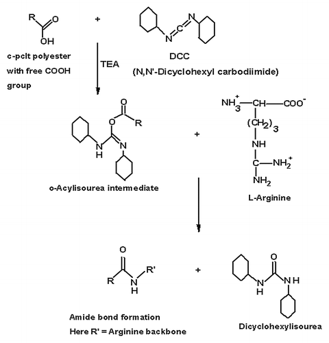 Scheme 2. Synthetic scheme of bioconjugation of L-Arginine onto the Polyester using N, N’Dicyclohexyl carbodiimide (DCC)