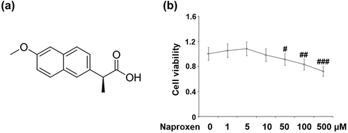 Figure 1. Cytotoxicity of naproxen in HUVECs. Cells were stimulated with naproxen at the concentrations of 1, 5, 10, 50, 100, and 500 μM for 24 h. (a). Molecular structure of naproxen; (b). Cell viability of HUVECs was measured using CCK-8 kit (#, ##, ###, P < 0.05, 0.01, 0.005 vs. vehicle group)