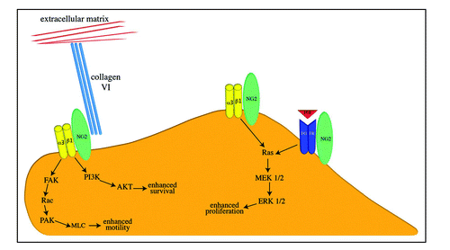 Figure 4 Functional Interactions of NG2. On the apical cell surface, the thr-2314 phosphorylated NG2 proteoglycan (green oval) activates α3β1 integrin (yellow dimer) signaling to promote enhanced proliferation. NG2 also promotes cell proliferation via potentiation of growth factor/growth factor receptor signaling (indicated here by red FGF and blue FGFR dimer). On leading edge lamellipodia, thr-2256 phosphorylated NG2 activates α3β1 integrin signaling to promote enhanced motility. NG2-mediated integrin signaling can also enhance cell survival via the PI3/AKT pathway. NG2 also provides a linkage between the cell surface and the extracellular matrix via its interaction with type VI collagen (triple turqouise rods). Signaling pathways are shown in abbreviated format due to space considerations.