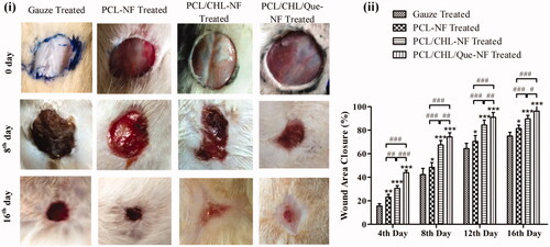 Figure 8. In-vivo healing of full thickness wound: (i) images of wounds, and (ii) wound area closure rate after treatment with gauze, PCL, PCL/CHL, PCL/CHL/Que-nanofiber at different time interval. *p < .05, **p < .01 and ***p < .001 versus gauze treated group; #p < .05, ##p < .01 and ###p < .001. The data are expressed as means ± SD, n = 6.