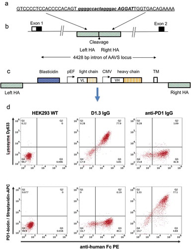 Figure 1. Antibody display cell line generation by nuclease mediated gene integration (a) Recognition sequence for left and right TALE nucleases are shown underlined and in upper case either side of the spacer region (shown in lower case). Emboldened and italicized sequence represents sequence of CRISPR target sequence (b) Representation of genomic AAVS locus. The AAVS cleavage site is located within a 4428 bp intron between the first and second exons of the gene encoding protein phosphatase 1, regulatory subunit 12C, PPP1R12C. TALE nucleases or CRISPR/Cas9 nucleases directed to this region are used to cleave the genome at this site. Hatched boxes on the 5ʹ and 3ʹ side of the cleavage site represent the left and right homology arms (HA), respectively (c) Representation of pD2 donor vector used to insert and display human IgG-formatted antibody genes. The transgene region is flanked by left and right homology arms (left HA, right HA) representing the sequences which flank the cleavage site in the AAVS locus. The vector encodes a promoter-less blasticidin gene, a dual promoter antibody expression cassette with antibody light chain and a human IgG2 heavy chain driven by pEF and CMV promoters, respectively. Expressed antibodies are anchored on the cell surface by a PDGFR transmembrane domain (TM) (d) Flow cytometric analysis of HEK293 cells displaying an anti-lysozyme or anti-PD1 antibody on the cell surface. Non-transfected HEK293 cells (left panel) and cells displaying either anti-lysozyme (middle panel) or anti-PD1 337_1_C08 (right panel) were stained with anti-Fc PE and either lysozyme conjugated with DyLight 633 (top row) or PD-1-biotin/streptavidin-APC.