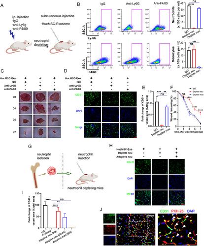 Figure 3 The healing effect of HucMSC-Exo on wound relies on infiltrated neutrophil. (A) Schematic diagram of myeloid depletion strategies. (B) Flow cytometry analysis of blood samples after different depletion treatments. The gross view of wounds (C) and immunofluorescence stained CD31 (D) of HucMSC-Exo, HucMSC-Exo plus neutrophil depletion, and HucMSC-Exo plus macrophagy depletion groups at day 1, 3, 5 and 7. Scale bars, 100 μm. Quantification of the wound closure (E) and fold change of CD31+ vessel area (% total area) (F). n = 3 per group. (G) Schematic diagram for adoptive transfer (ADT) of host neutrophils. (H) In vivo distribution of CD31 labeled neovessels in wound treated with HucMSC-Exo, HucMSC-Exo plus neutrophil depletion, and HucMSC-Exo plus neutrophil depletion plus adoptively transferred neutrophils. Scale bars, 100 μm. (I) Quantification of fold change of CD31+ vessel area (% total area). (J) Co-localization of fluorescent-labelled endothelial cells (green) and neutrophil (red). Scale bars, 50 μm. Arrows mark the merging of neutrophils into the network structure. [**p < 0.01, ***p < 0.001, ****p < 0.0001; data were expressed as mean ± SD and analyzed by unpaired two-tailed t-test].