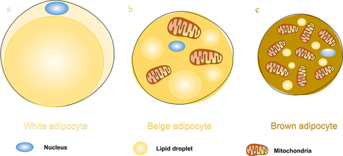 Figure 2. a. White adipocytes contain large unilocular lipid droplets and few mitochondria, and their main function is to store energy. In humans, WAT is mainly found in visceral adipose tissue and abdominal subcutaneous adipose tissue; b. Beige adipocytes contain moderate amounts of lipid droplets and mitochondria, which can express UCP1 thermogenesis, but it’s reversible; c. Brown adipocytes contain multilocular lipid droplets and many mitochondria expressing UCP1, which can burn fat and produces heat. BAT is mainly found in the interscapular and subclavian.