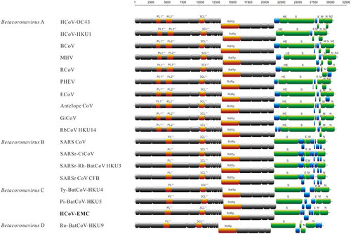 Figure 1 Genome organizations of HCoV-EMC and other betaCoVs. Papain-like proteases (PL1pro, PL2pro and PLpro), chymotrypsin-like protease (3CLpro) and RNA-dependent RNA polymerase (RdRp) are represented by orange boxes. Haemagglutinin esterase (HE), spike (S), envelope (E), membrane (M) and nucleocapsid (N) are represented by green boxes. Putative accessory proteins are represented by blue boxes. HCoV-EMC is shown in bold.