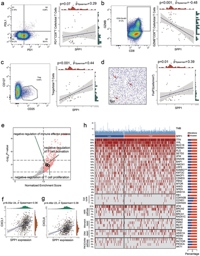 Figure 4. SPP1 is associated with T cell dysfunction and tregs infiltration in RCC.