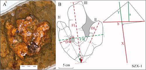 Figure A1. SZX-1 cf. Eubrontes isp. (A) Specimen stored at Wuhan Center, China Geological Survey. (B) Interpretive drawing of the specimen explaining applied measuring methods (FL = track length, FW = track width, DL = length of digit, DW = width of digit, α = divarication angle of digits II and III, and β = divarication angle of digits III and IV, according to Thulborn (Citation1990); X/Y = digit III projection ratio, according to Olsen et al. (Citation1998); a/b = mesaxony, according to Lockley (Citation2009)).