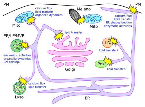Figure 1. Schematic representation of membrane contact sites and their functions. Organelle dynamics indicates both the shape and motility of involved organelles. For LD and Pex, which are believed to originate from the ER, the role of direct contacts observed with this compartment remains unclear and may be implicated in lipid transfer between the ER and the mature form of the organelles.Citation78,Citation79 ER, endoplasmic reticulum; Pex, peroxisomes; LD, lipid droplets; Mito, mitochondria; Melano, melanosomes; Golgi, Golgi apparatus; EE, early endosomes; LE, late endosomes; MVBs, multivesicular bodies; Lyso, lysosomes; ILV, intraluminal vesicles.