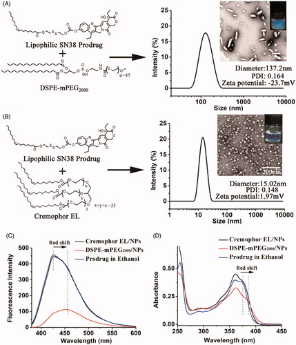 Figure 1. Preparation and characterization (TEM image, zeta potential, size distribution and PDI) of DSPE-mPEG2000/NPs (A) and Cremophor EL/NPs (B). Fluorescence emission spectra (C) and UV-vis spectra (D) of the DSPE-mPEG2000/NPs, Cremophor EL/NPs and ethanol solution of SN38 prodrug (monomeric species) at the SN38 equivalent concentration of 10 µg/ml.