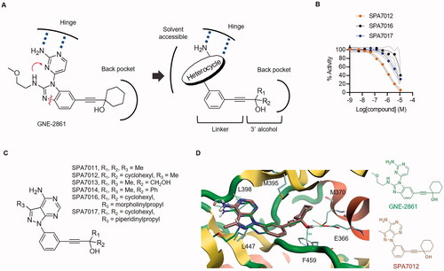 Figure 1. Drug design and identification of SPA7012 as PAK4 inhibitor. (A) Design strategy for novel PAK4 selective inhibitors. (B) Enzymatic IC50 curves for SPA7012, SPA7016 and SPA7017. (C) Representative structure of pyrido[3,4-d]pyrimidine derivatives. (D) Predicted binding mode of SPA7012 (PDB code: 4O0V). Original ligand GNE-2861 (green) and SPA7012 (brown) are presented in the stick model. The hydrogen bonds are indicated as a green dashed line.