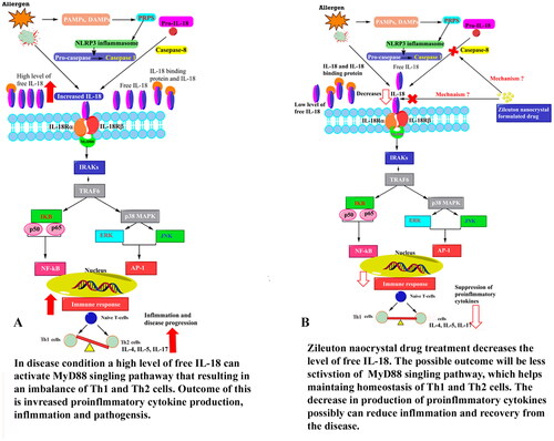 Figure 9. Schematic diagram to show the mechanism of action. (A) Shows how allergens induce inflammasome activation and production of IL-18. Free IL-18 binds to its receptor which in turn activates the Myd88 signaling pathway. MyD88 activation leads to shift in Th1/Th2 ratio and that causes imbalance in production of proinflammatory cytokines from Th2 cells. (B) NDZ directly or indirectly decreases the production of IL-18, resulting in a lower concentration of free IL-18. The decreased level of IL-18 may be insufficient to activate MyD88 signaling pathway; alternatively, less activation can lead to decreased production of several proinflammatory cytokines, both of which prevent immune cell activation.