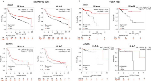 Figure 2. Transcriptomic expression of HLA-A and HLA-B, and association with clinical outcome in two validation cohorts (METABRIC and TCGA) of breast cancer patients. Kaplan-Meier survival plots using data from the METABRIC project (A) and TCGA (B) show the association of HLA-A and HLA-B expression levels, with patient overall survival (OS), for basal and HER2+ breast tumors.