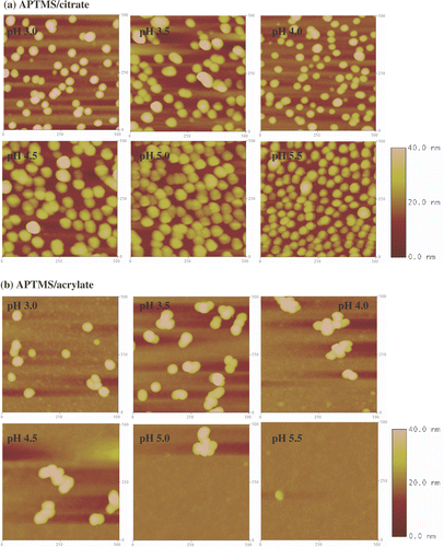 Figure 8. Tapping mode AFM images (500 nm × 500 nm) of APTMS monolayers immersed in (a) citrate- and (b) acrylate-stabilized gold nanoparticle solutions at different pHs. The z-scale bar for pH 3.0 and pH 3.5 is to the right of the image of pH 3.5. The z-scale bar for pHs from 4.0 to 5.5 is to the right of the image of pH 5.5.