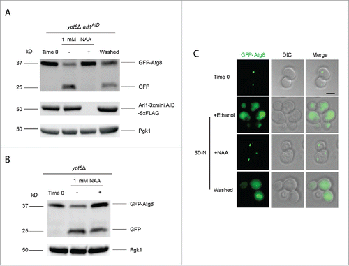 Figure 5. The YPT6 ARL1 conditional double knockout strain is defective for autophagy at 30°C. The YSA021 strain, containing the ARL1AID allele, or the ypt6Δ strain was transformed with the pRS316-GFP-Atg8 plasmid. Cells were cultured until OD600 = 0.6 and divided into 2 portions. One portion was cultured with 1 mM NAA for 30 min, another one was with 0.17% ethanol alone. Autophagy was induced as described. For the YSA021 strain, after 3 h in SD-N medium, an aliquot of the + NAA culture was washed 3 times by SD-N medium and cells were cultured in SD-N medium without NAA for an additional 3 h. All the samples were collected and subjected to either Western blot with the anti-GFP antibody and anti-FLAG antibody, or live-cell fluorescence microscopy. (A) GFP-Atg8 assay shows the degradation of Arl1 caused the autophagy defect in the ypt6Δ strain background (YSA021) at 30°C. This defect can be reversed by washing out NAA (“washed”). (B) GFP-Atg8 assay shows that adding NAA to the ypt6Δ strain did not affect autophagy. (C) Fluorescence microcopy shows the punctate phenotype of mislocalized GFP-Atg8 after Arl1 was degraded. The diffuse green phenotype of normal autophagy reappeared after NAA was removed. Scale bar: 3 µm.