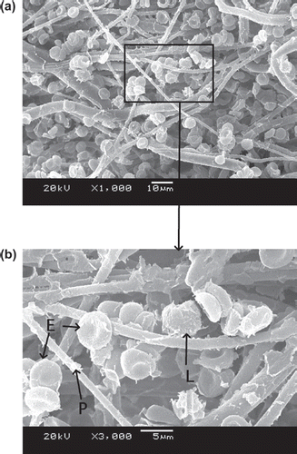 Figure 5. SEM photos of PBTNF-P15; 189 × 274 mm (300 × 300 DPI).