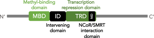 Figure 2 Schematic of MeCP2 functional domains. Schematic illustration of MeCP2 protein from the N-terminus (right) to C-terminus (left). The two main protein domains are indicated in shades of green: methyl-binding domain (MBD) and transcription repression domain (TRD). The location of the NCoR/SMRT interaction domain (NID) within the TRD is indicated in black. The intervening domain (ID) between the MBD and TRD is also indicated in black.