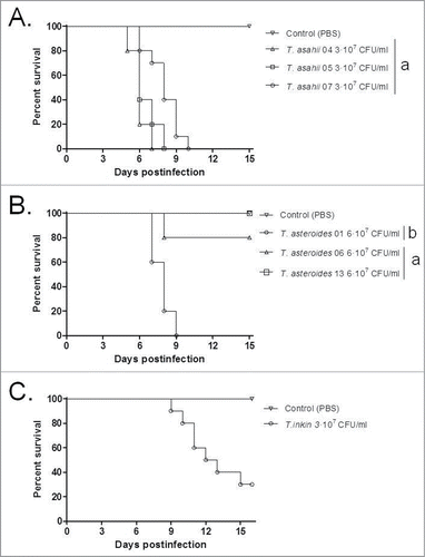 Figure 5. Cumulative mortality of mice infected with different strains of T. asahii, T. asteroides and the single one of T. inkin. Mice infected with T. inkin received an additional dose of 5-fluorouracil on day 5 after infection. The mean survival time was estimated by the Kaplan-Meier method and compared among groups using the log-rank test (a, P > 0.05, andb, P < 0.05).