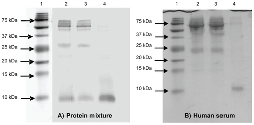 Figure 4 (A) The sodium dodecyl sulfate polyacrylamide gel electrophoresis (SDS-PAGE) analysis of protein mixture before and after incubation with nanoporous silicon particles. 100 mL of protein mixture (see text for details) was subjected to incubation with nanoparticles. Aliquots of the mixture before and after incubation were subjected to tristricine SDS-PAGE and stained with Coomassie Brilliant Blue. Lane 1 A: molecular weight markers; lane 2 A: protein mixture before incubation; lane 3 A: protein mixture following nanoparticle incubation (supernatant); lane 4 A, low-molecular-weight (LMW) protein fraction enriched (pellet). (B) SDS-PAGE analysis of human serum before and after incubation with nanoporous silicon particles. Serum was diluted to 1:2 with 100 mM sodium phosphate buffer, 9% (p/v) sodium chloride, pH 7.4, and incubated with nanoparticles. Aliquots of serum before and after incubation were subjected to tristricine SDS-PAGE and stained with Coomassie Brilliant Blue. Lane 1B, molecular weight markers; lane 2B, crude human serum; lane 3B, human serum following nanoparticle incubation (supernatant); lane 4B, LMW serum fraction enriched using (nondenaturing conditions) nanoporous silicon particles (pellet).