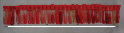 Figure 1 Photo showing the colours of the juices of the 30 Tunisian pomegranate samples. Starting from the left, juice order is: TN5, GB1, ZG1, GB8, CH3, GR2, ZH1, GB4, MZ2, ZH3, TN4, GB2, GB9, GB5, ZH6, MZ3, GR1, EP1, MZ1, TN1, CH1, ZH2, JB1, KL1, CH2, GB3, JB3, TN6, BL1, TN3 (color figure available online).