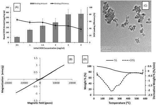 Figure 4. (A) Effect of DOX concentration on binding amount and efficiency to GNP. Characterization of DGNP: (B) VSM, (C) TEM and (D) TG analyses.