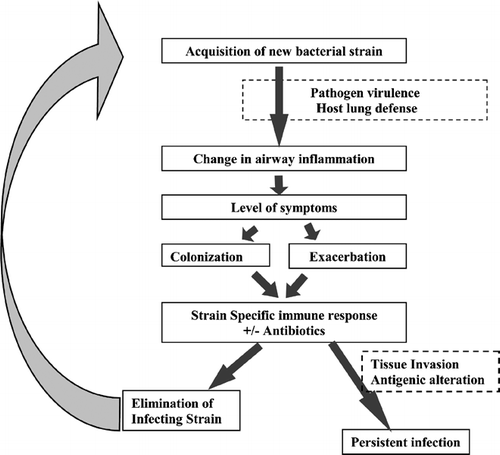 Figure 1. Proposed model of bacterial infection in COPD.