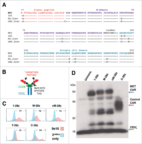 Figure 2. Sequence and expression of candidate MET-specific CARs in human T-cells. (A) Targeting moieties were derived from the NK1 splice variant of HGF and contained the indicated mutations. Both M2.2 and cM2.2 contain a D127N revertant mutation which restores the naturally occurring sequence found in human NK1. (B) Cartoon structure of CARs. The horizontal line indicates the transmembrane domain. (C) Representative examples of cell surface expression of the indicated CARs. Detection was performed by flow cytometry after incubation with the anti-Myc 9e10 antibody. Percentage positivity has been calculated with respect to staining by secondary antibody alone. Data are representative of 10 independent replicates. (D) Expression of CARs in human T-cells was also detected by western blotting, performed under reducing conditions and probed with an anti-CD3ζ antibody. Arrowed CAR bands are of the predicted molecular mass while the endogenous T-cell receptor-associated CD3ζ band (predicted molecular mass 18 kDa) serves as a loading control.
