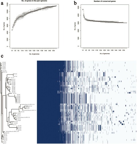 Figure 3. (a) The number of genes in the pangenome of APEC increases with the number of isolates. (b) The number of conserved genes is reduced to stabilize as the number of isolates increases. (c) Whole-genome phylogenetic tree and a matrix with the presence and absence of core and accessory genes.