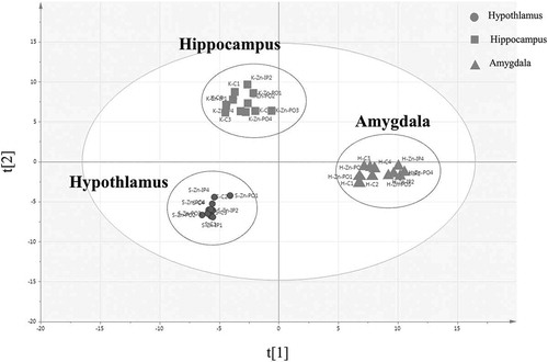 Figure 1. Shown is a plot of the results of an orthogonal partial least squares discriminant analysis (OPLS-DA) for three brain regions.The x-axis shows intra-group variance and the y-axis shows inter-group variance. Each point represents the results of analysis of data from one rat. t[Citation1] = scores for predictive component 1, t[Citation2] = scores for predictive component 2. R2X[Citation1] = 0.0938; R2X[Citation2] = 0.0757. The ellipse shows the 95% confidence interval using Hotelling’s T2 statistics.