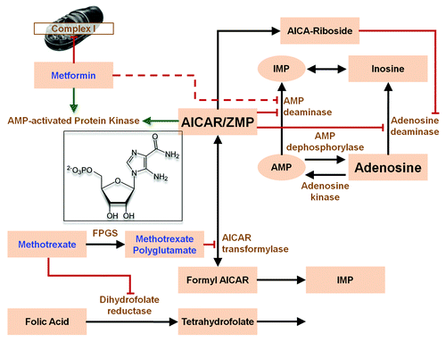Figure 1. Metformin and methotrexate may interact at the cellular level via AMP-activated protein kinase. Simplified schemeCitation43,Citation49 of the proposed “anti-inflammatory” activity of methotrexate. Increase of AICAR (structure shown in the inset) by inhibition of the bifunctional enzyme AICAR transformylase (AICART or ATIC)Citation50 is suggested to inhibit AMP and adenosine deaminase, leading to increased release of adenosine. Although it is generally postulated that the inhibition of AICART is by direct action of methotrexate polyglutamates, there are alternative explanations. These are based on the reversibility of the reaction (indicated by the double-headed arrow) and that AICART has rather low affinity for the polyglutamates. As an exception to all other reactions in mammalian one-carbon metabolismCitation51 10-formyl-7, 8-dihydrofolate and dihydrofolate can be substrate and product, respectively.Citation52 Increase of the product by blockade of the dihydrofolate reductase will slow the reaction and lead to increase in AICAR. FPGS, Folyl-Poly-Glutamyl- Synthase. Green arrows indicate activation; red lines with masthead indicate inhibition, broken line: disputed activity.